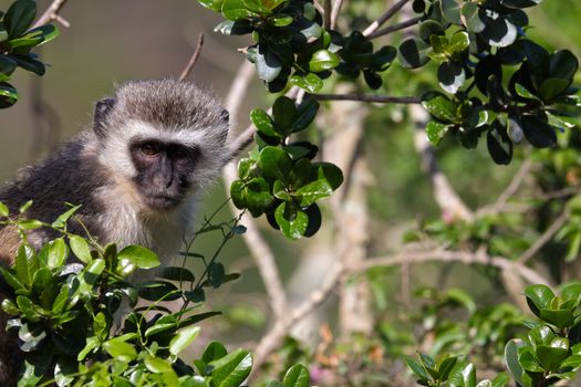 A vervet monkey primate (Chlorocebus pygerythrus) amongst green leaves looking, Mossel Bay, South Africa