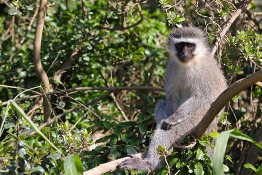 Vervet monkey primate (Chlorocebus pygerythrus) sitting looking relaxed in a tree, Mossel Bay, South Africa