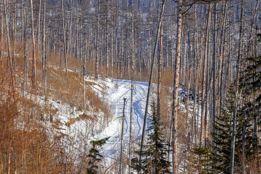 The snow-covered road passes by tall coniferous trees