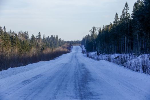 The snow-covered road passes by tall coniferous trees