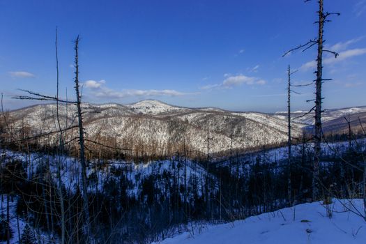 View of the snow-capped mountains covered with bare trees and fir trees