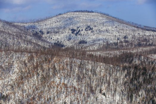 View of the snow-capped mountains covered with bare trees and fir trees