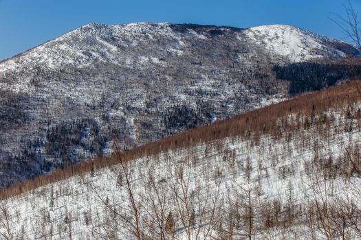 View of the snow-capped mountains covered with bare trees and fir trees