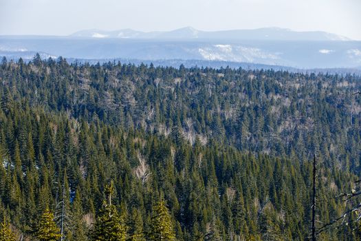 The tops of coniferous trees recede into the distance in the winter season.