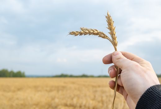 harvest symbol, an ear of Mature wheat in the hand of a man on the background of an agricultural field