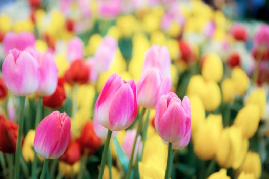 Colorful of tulips in the garden with a colors background.