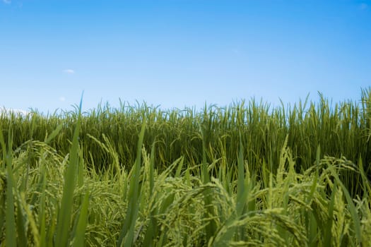 Ears of rice on green fields with the blue sky in rainy season.