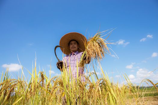 Thai farmer stands with a sickle and reaps rice in field.