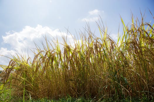 Golden ears of rice on fields with the sunlight.