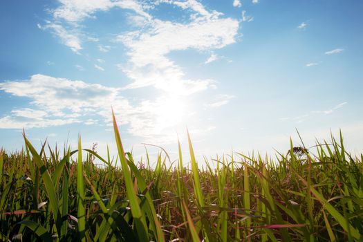 Grassland in the rainy season with sunrise at blue sky.