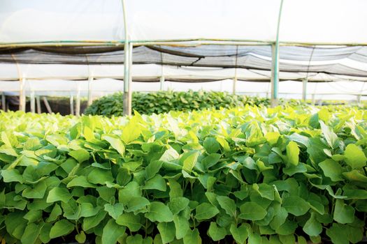 Green leaves of organic vegetables in greenhouses with the sunlight.