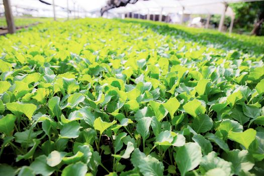 Green of organic vegetables in greenhouses with the sunlight.