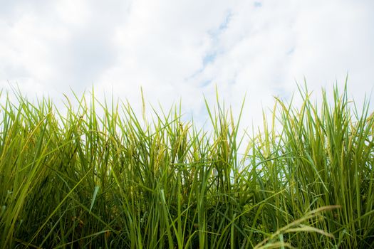 Green rice in field with the sky in rainy season.