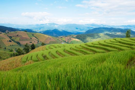 Green rice on hill with the blue sky in rainy season.