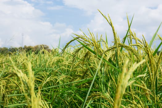 Growing ears of rice on fields at sky in the rainy season.