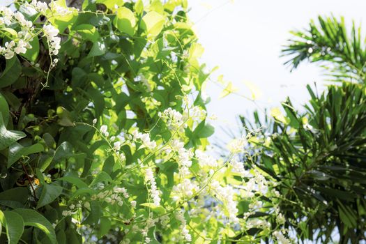 Ivy on fence and white flower in garden with the sunlight at sky.