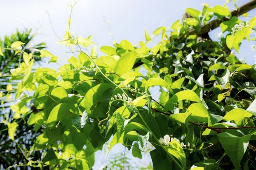 Ivy on fence in the garden with sunlight at sky.