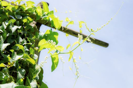 Ivy on wood in garden with the sunlight at sky.