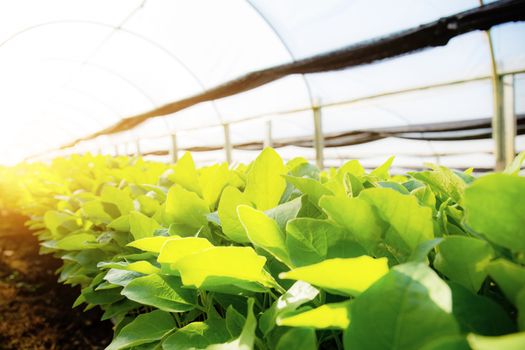 Green leaves of organic vegetables are growing in greenhouses with the sunlight.