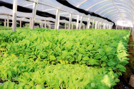 Organic vegetable in greenhouse with of Thailand.