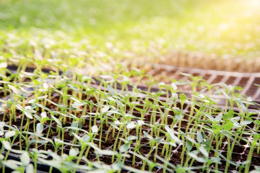 Organic vegetable seedlings in a greenhouse with the sunlight.