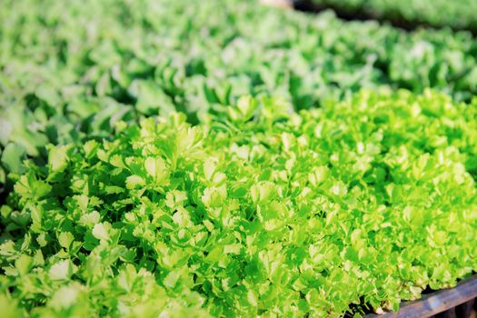 Organic vegetable in greenhouse with green background.