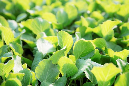 Organic vegetables on farm with the sunlight.