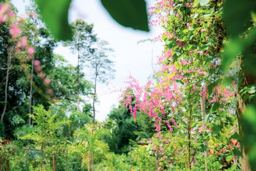 Pink flower on fence in garden with the beautiful of nature.