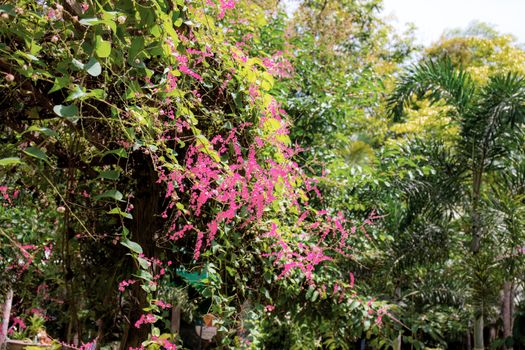 Pink flower on tree in the garden with beautiful at the sky.