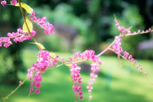 Pink flower in the garden with beautiful of nature.