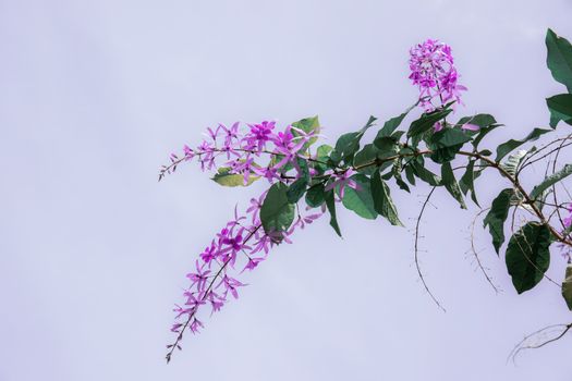 Pueple flower on sky with the beautiful of nature.