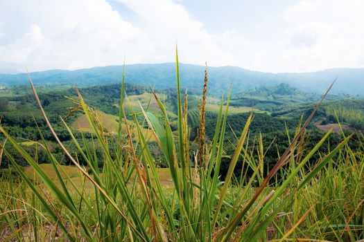 Rice fields and natural beauty on mountain in the rainy season.