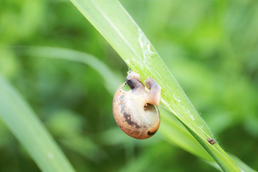Snail on leaves grass in the rainy season with green background.