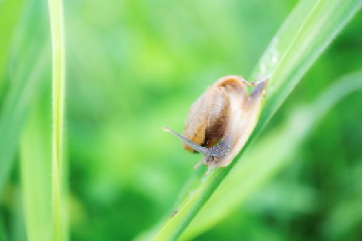 Snail on leaves grass in the rainy season.