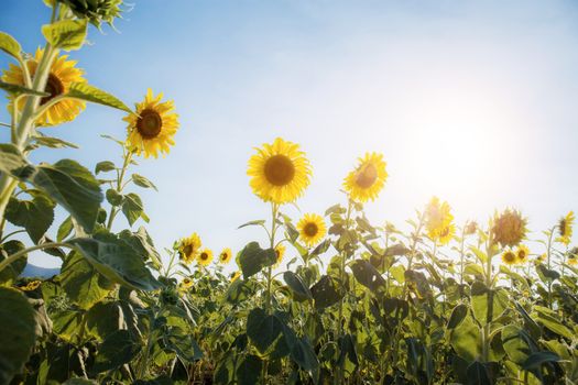 Sunflower in field with the sunlight at sky.