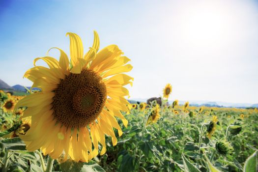 Sunflower on field with the sunlight at sky.