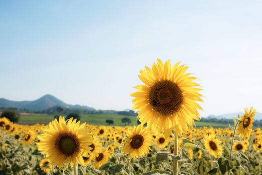 Sunflower on field with the beauty of nature at sky.