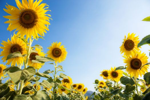 Sunflower on field with the beautiful of nature at blue sky.