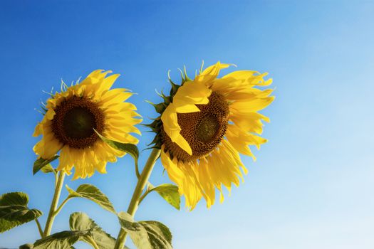 Sunflower of the beautiful with sunlight at blue sky.