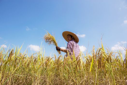 Thai farmers on rice fields with the blue sky.