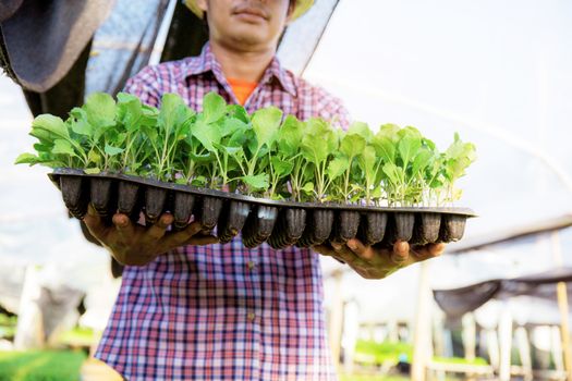 Thai gardeners holding trays of organic vegetables in the greenhouses.