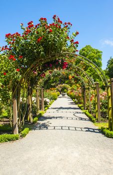Beautiful red roses creating arch over the path in a garden