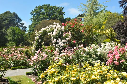 Beautiful white and pink roses creating arch over the path in a garden