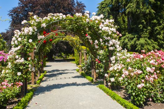 Beautiful white and pink roses creating arch over the path in a garden