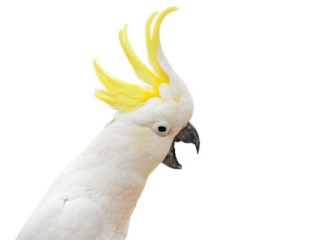 Excited sulphur-crested cockatoo from Australia (Cacatua galerita) isolated on a white background