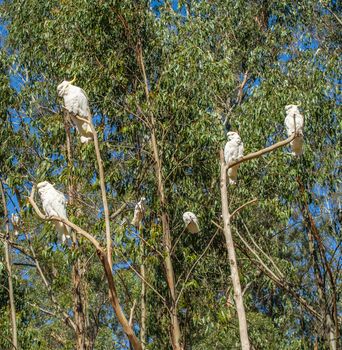 Wild cockatoos on a branch. Seen in Dandenong Ranges national park, Victoria - Australia