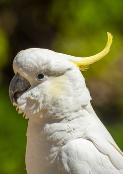 Wild cockatoo on a green background. Seen in Dandenong Ranges national park, Victoria - Australia