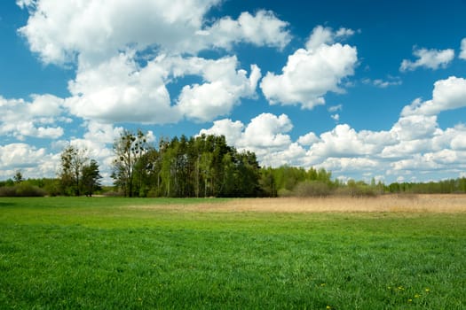 Green meadow, forest on the horizon and white clouds on the blue sky