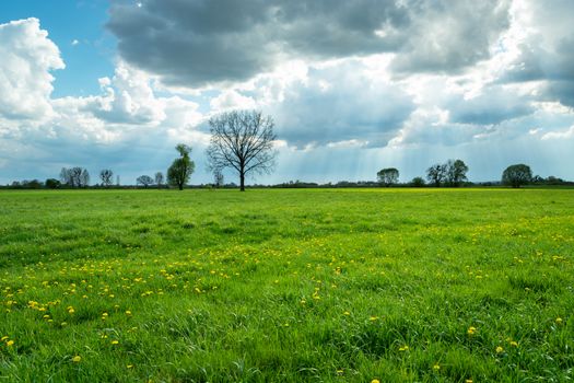 Beautiful green meadow, sunbeams and clouds on the blue sky, spring view