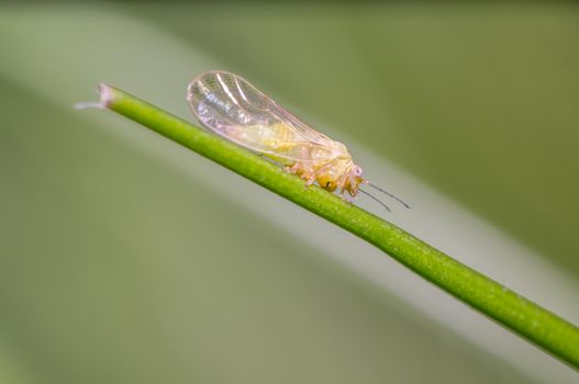 small cicada in the green nature season garden